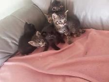 Kittens / Chattons