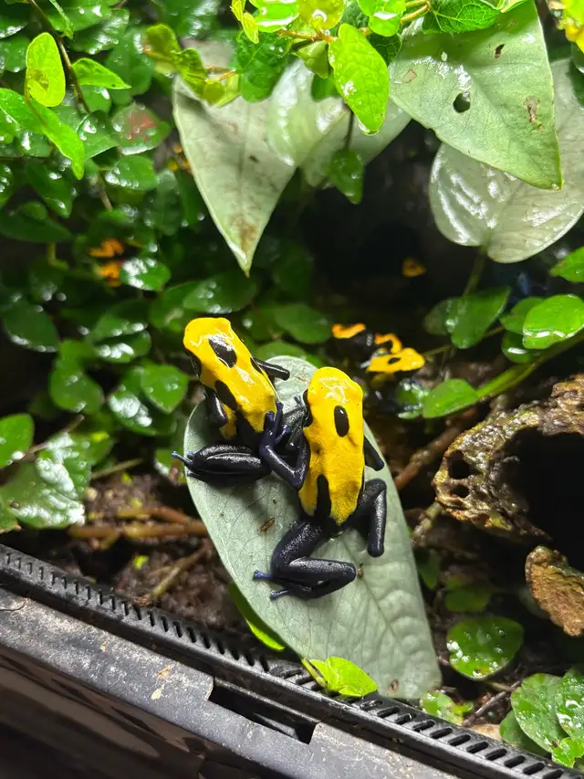 Dart frogs Dendrobate tinctorius "Citronella"
