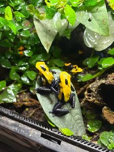 Dart frogs Dendrobate tinctorius "Citronella"