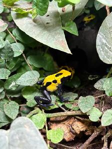 Dart frogs Dendrobate tinctorius "Citronella" - Photo 2