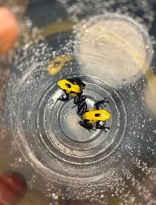 Dart frogs Dendrobate tinctorius "Citronella" - Photo 3