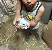10 rabbits for sale