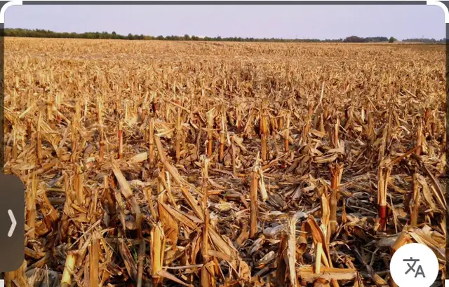 Corn stover for grazing or baling