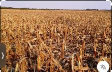 Corn stover for grazing or baling