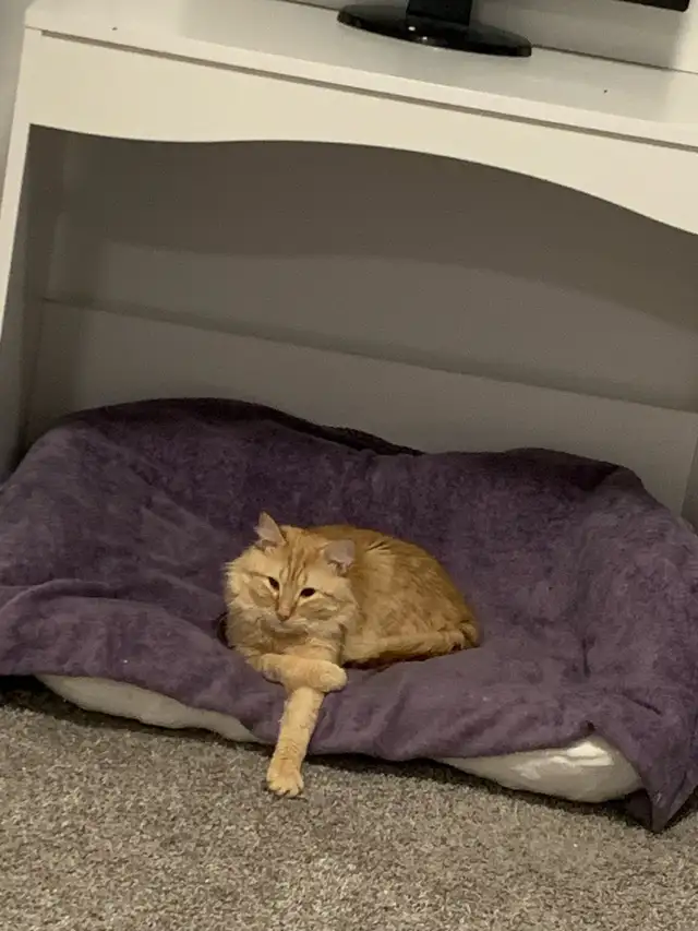 Romeo needs a new home