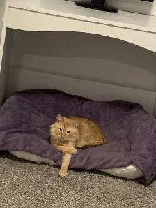 Romeo needs a new home