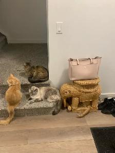 Romeo needs a new home - Photo 2