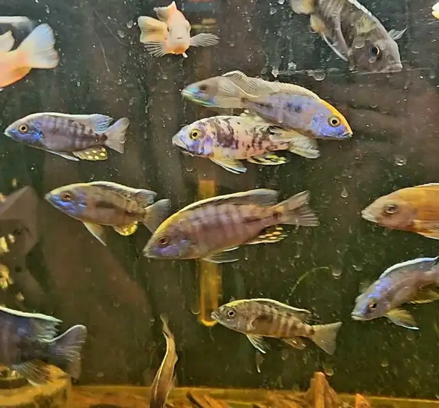 high quality male peacock & haps 2.5'-3.5'