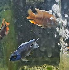 high quality male peacock & haps 2.5'-3.5' - Photo 7
