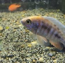 high quality male peacock & haps 2.5'-3.5' - Photo 9