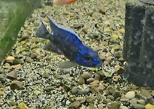 high quality male peacock & haps 2.5'-3.5' - Photo 10