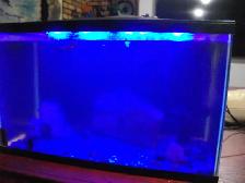 5 gal. aquarium with light lid filter and fish - Photo 2