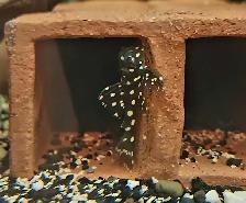 lots of fish, plecos, plants & more (see list below) - Photo 4