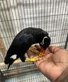 Friendly Talking Hill mynah.