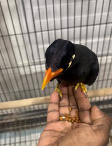 Friendly Talking Hill mynah. - Photo 2