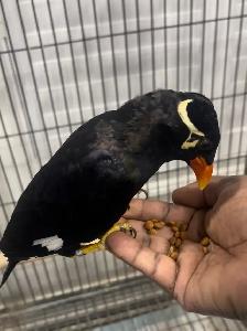 Friendly Talking Hill mynah. - Photo 3
