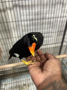 Friendly Talking Hill mynah. - Photo 4