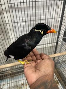 Friendly Talking Hill mynah. - Photo 5