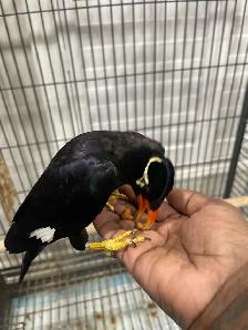 Friendly Talking Hill mynah. - Photo 6