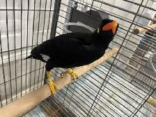 Friendly Talking Hill mynah. - Photo 7