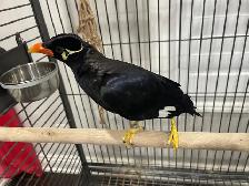 Friendly Talking Hill mynah. - Photo 8