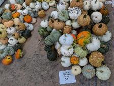 Pumpkins near Niverville