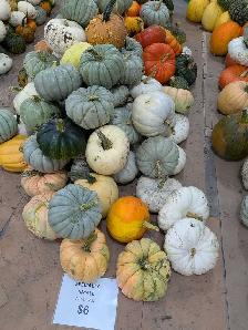 Pumpkins near Niverville - Photo 2