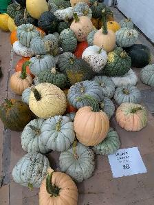 Pumpkins near Niverville - Photo 3