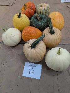 Pumpkins near Niverville - Photo 5