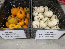 Pumpkins near Niverville - Photo 6