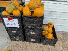 Pumpkins near Niverville - Photo 7