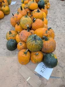 Pumpkins near Niverville - Photo 8