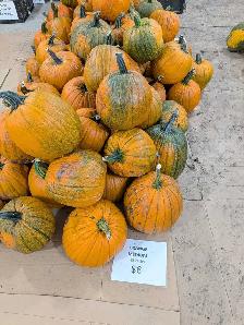 Pumpkins near Niverville - Photo 9