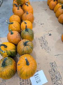 Pumpkins near Niverville - Photo 10