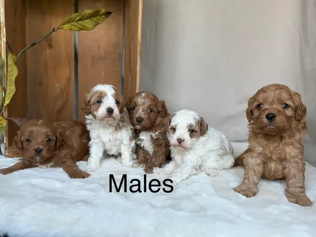 BEAUTIFUL CAVAPOOS