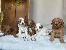 BEAUTIFUL CAVAPOOS