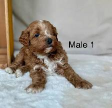 BEAUTIFUL CAVAPOOS - Photo 2