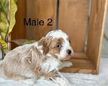 BEAUTIFUL CAVAPOOS - Photo 3