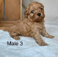 BEAUTIFUL CAVAPOOS - Photo 4