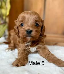 BEAUTIFUL CAVAPOOS - Photo 6