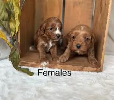 BEAUTIFUL CAVAPOOS - Photo 7