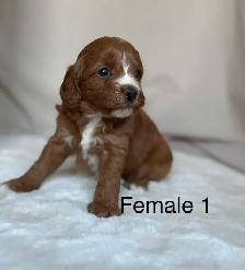 BEAUTIFUL CAVAPOOS - Photo 8