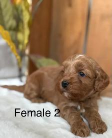 BEAUTIFUL CAVAPOOS - Photo 9