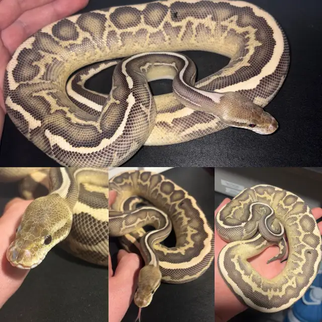 Ball Python Updated Sale!
