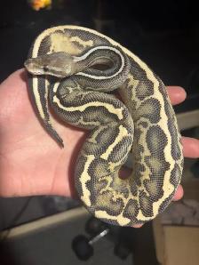 Ball Python Updated Sale! - Photo 2