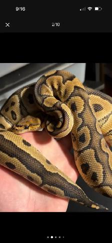 Ball Python Updated Sale! - Photo 4