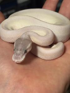 Ball Python Updated Sale! - Photo 6