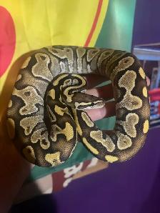 Ball Python Updated Sale! - Photo 7