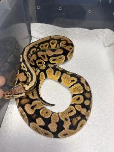 Ball Python Updated Sale! - Photo 8