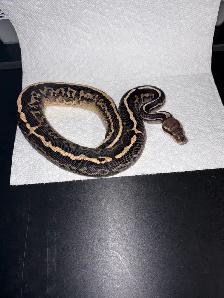 Ball Python Updated Sale! - Photo 9